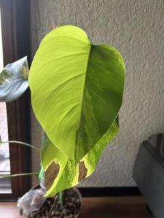 オーレア・モンステラ( Monstera Borsigiana Yellow Variegata