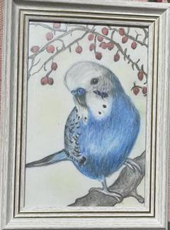 色鉛筆画 リアル可愛いセキセイインコ色鉛筆画 原画 ハガキ