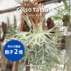 ビカクシダセット　カッパーウィル、セルソタツタ子株 Amazon.co.jp: P.willinckii 'Celso Tatsuta'① @bikamori.com