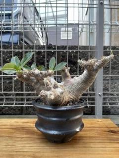 パキポディウム マカイエンセ良形3分岐 パキポディウム マカイエンセ 【現地球/発根済み】HK2409027(T
