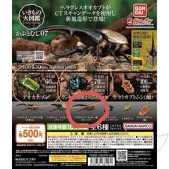 WD(野外採取個体) ヘラクレスリッキー標本　2匹セット　コロンビア・ボヤカ 54402fd33c55a7284bf8b6b950d9a2