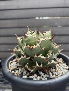 姫厳竜 コンパクタ アガベ 鉢付き② アガベ チタノタ 姫巌竜 肉厚 良型 Agave Titanota 'Dwarf