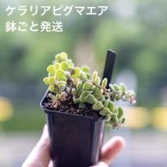 2025年最新】ピグマエア 雄の人気アイテム - メルカリ