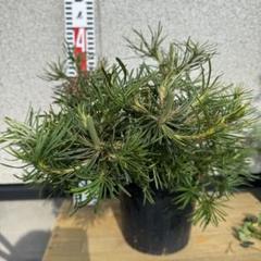 ①花芽多数あり バンクシア　バースデーキャンドル 6号 ①花芽多数あり バンクシア バースデーキャンドル 6号 - メルカリ