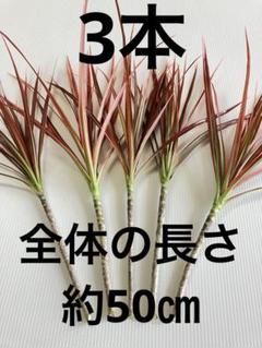 安いドラセナ・コンシンネ・レインボー 苗木の通販商品を比較