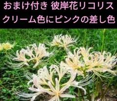 2025年最新】彼岸花リコリスの人気アイテム - メルカリ