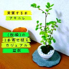 【黄葉する木】アキニレ(秋楡)の2本寄せ植えカジュアル盆栽 インテリアボタニカルのサムネイル