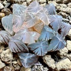 き*ん様 多肉植物　ハオルチア ショッキング紫オブツーサ錦　鮮明錦　糊斑 り*う様 ハオルチア 多肉植物 ドドソン紫オブツーサ錦 糊斑
