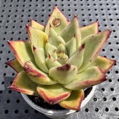 ブラックサバス　群生　メルカリ便 ブラックサバス 多肉植物 韓国苗 特大群生苗❣➁ - メルカリ