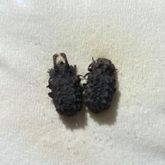 オーストラリア産　珍品　アトコブゴミムシダマシ オーストラリア産珍品アトコブゴミムシダマシ