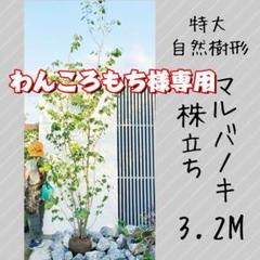 逸品。特大自然樹系 マルバノキ株立ち3.2M(鉢底から) - メルカリ