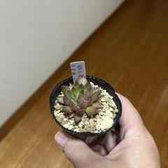 シミジミさん苗 銀天女×PG 多肉植物 ② - メルカリ
