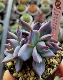 14 カリフォルニア輸入　コロラータNo.1  希少　多肉植物 当園オリジナル実生苗 CS-No-09 'Alps' （colorata seeding