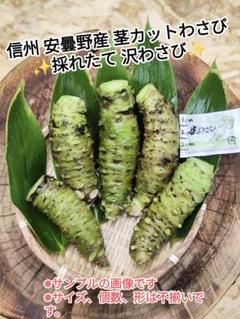 200～220g範囲 信州 安曇野産 本わさび 生わさび 茎なし 山葵