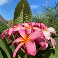 カリフォルニアサリー　ピンクのプルメリア カリフォルニアサリー ピンクのプルメリア Named Cultivars