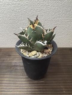 ゴリ猫 レッドキャット 大株 ボールタイプ アガベ チタノタ｜レッドキャットウィーズル【ゴリ猫】 – 草物語
