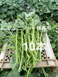 アール　シルク苗はるか苗各50本セット はるか苗1000本セール - メルカリ