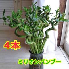 ミリオンバンブー☆開運竹スパイラル２０本セット☆ラッキーバンブー☆４０〜５０cm ミリオンバンブー☆開運竹スパイラル20本セット☆ラッキー