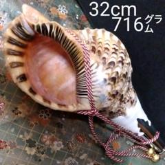 法螺貝 ホラガイ ホラ貝 ほら貝 和楽器 魔除け 修験道 山伏