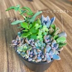2025年最新】多肉植物朧月の人気アイテム - メルカリ