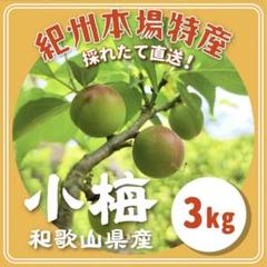 もちさま専用 和歌山産 小梅【約10kg・減農薬栽培】 もちさま専用 和歌山産 小梅【約10kg・減農薬栽培】 - メルカリ