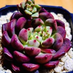 2025年最新】多肉植物ピンクルルビーの人気アイテム - メルカリ