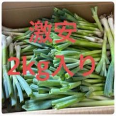 おじいちゃんが孫の為に栽培期間に農薬不使用で作ったキャベツ おじいちゃんが孫の為に栽培期間に農薬不使用で作ったキャベツ