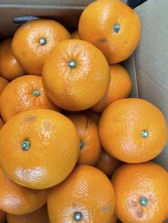 楽天市場】紅八朔10kgの通販