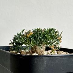 【まとめ買い&値引歓迎】【種を多数採取した実生苗です】モンソニアムルチフィダ実生 2025年最新】モンソニア ムルチフィダの人気アイテム - メルカリ