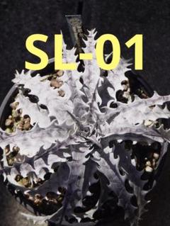 OTTOさん　 新品種　レア株　 Dyckia OTTO DBME-1 Yahoo!オークション - OTTOさん 新品種 レア株 Dyckia OTTO DBME