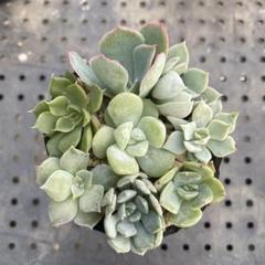 多肉植物 おらいさん苗 ミックスベリア カット苗セット - メルカリ