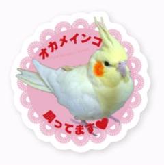 【新作・新品】オカメインコ飼ってます❤️型抜きステッカ一❤️1枚❤️可愛い❤️