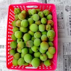 茨城県産南高梅 3kg青梅