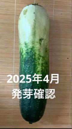 2025年最新】丝瓜の人気アイテム - メルカリ