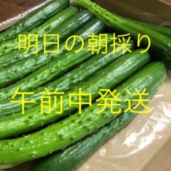 農家直送新鮮野菜キュウリ即購入OKきゅうり胡瓜