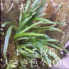 【中古】 シダと変化葉ノキシノブ/誠文堂新光社/小黒順造 中古】 シダと変化葉ノキシノブ/誠文堂新光社/小黒順造の通販 by