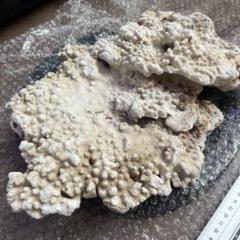 創作デスロック　サンゴ ライブロック デスロック 擬岩 盆栽レイアウト べっぴん珊瑚