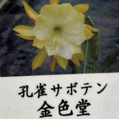 ⭐️ぼー様、専用❗️孔雀サボテン、白狐の精、新珠風車、福宝殿、その他6種類 2025年最新】クジャクサボテン 苗の人気アイテム - メルカリ