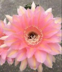花サボテン　白雪姫　大型大輪美花 花サボテン 白雪姫 大型大輪美花