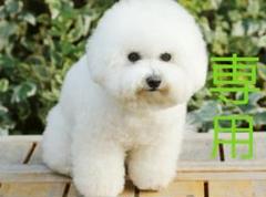 ワノ国 ロー ワンピース リペイント コレクタブル フィギュア 一番くじ POP