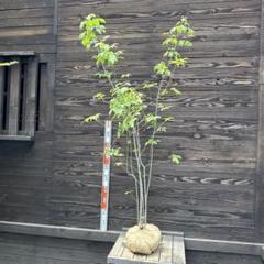 自生山採り/アオダモ/大株【現品発送】管理70450 自生山採り/アオダモ/大株【現品発送】管理70412
