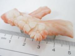 本珊瑚 帯留め 和装小物 サンゴ