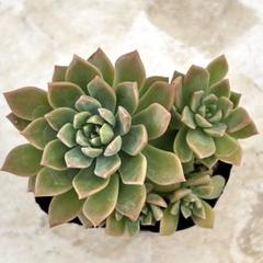 マッコス 抜き苗 多肉植物 エケベリア - メルカリ