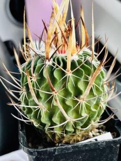 メルカリ便発送☆サボテン スクレロカクタス属 虎爪玉(実生苗です) ◇オークション 白瑞鳳玉 実生 サボテン 多肉植物 - メルカリ