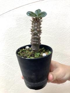 【SALE／55%OFF】 塊根植物 パキポディウム バロニー - メルカリ 塊根植物・コーデックス