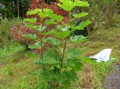 ✨実付きホワイトマデイラ四年生✨ Black Madeira Familyの種類と特徴 | 世界のイチジク
