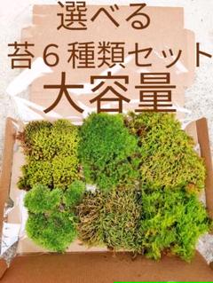 盆栽用苔の中古 未使用品 メルカリ