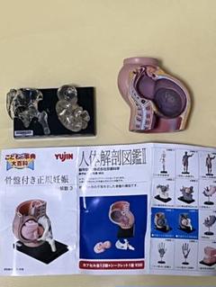 ユージン こどもの事典大百科 人体解剖図鑑　コンプリートセット 人体解剖図鑑Ⅱ こどもの事典大百科 yujin: きゃらぶらいふ