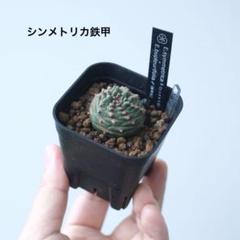 【高い素材】 2025年最新】オベサ鉄甲の人気アイテム - メルカリ 塊根植物・コーデックス