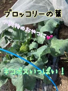 ブロッコリーの葉、茎 ネコポス発送のサムネイル